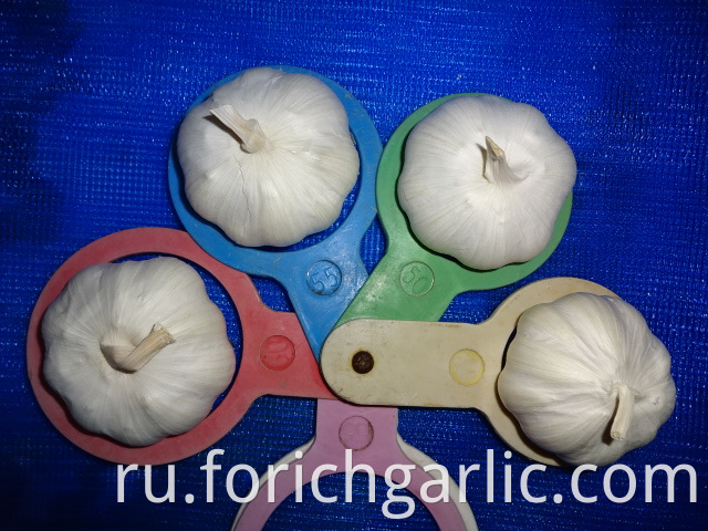 New Crop Pure Garlic